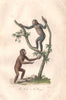 PRIMATES. Jocko (Jocko monkey); Pongo (Orangutan). BUFFON 1837 old print