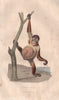 PRIMATES. Orang Outang (Orangutan). BUFFON 1837 old antique print picture
