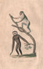 PRIMATES. Magot (Barbary Macaque); Gibon (Gibbon). BUFFON 1837 old print