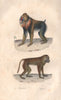 PRIMATES. Mandrill; Papion (Papion monkey). BUFFON 1837 old antique print