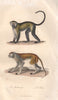 PRIMATES. Malbrouck; Patas (Patas monkey). BUFFON 1837 old antique print