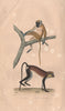 PRIMATES. Mona (Mona monkey); Callitriche (Green Monkey). BUFFON 1837 print