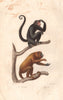 PRIMATES. Coaita (Spider Monkey); Alouate (Howler Monkey). BUFFON 1837 print