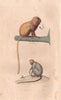 PRIMATES. Marikina (Golden Lion Tamarin); Mico (Marmoset). BUFFON 1837 print