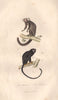 PRIMATES. Ouistiti (Marmoset); Tamarin. BUFFON 1837 old antique print picture