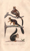 SQUIRRELS.  Flying, Indian Giant & Madagascan Squirrels. Taguan. BUFFON 1837