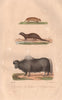 MAMMALS. European Ground Squirrel; Mongoose; Yak. Souslik.Mangouste. BUFFON 1837