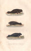 MANATEES. Grand Lamantin; Lamantin; Petit Lamantin d'Amerique. BUFFON 1837