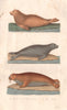 PINNIPEDS.Morse(Walrus)Ours Marin (Fur Seal) Lion Marin (Sea Lion).BUFFON 1837