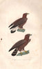 EAGLES Aigle Commun (Common Eagle); Grand Aigle (Eagle). Birds. BUFFON 1837