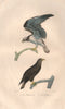 RAPTORS. Balbuzard (Osprey); Orfraie (White-tailed Eagle). BUFFON 1837 print