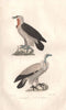 RAPTORS. Griffon (Griffin); Percnoptère (Egyptian Vulture). BUFFON 1837 print