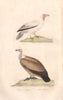 VULTURES. Vautour à Aigrette (Crested Vulture); Petit Vautour. BUFFON 1837