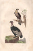 RAPTORS. Condor; Cara Cara (Caracara). BUFFON 1837 old antique print picture