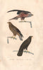 RAPTORS. Milan (Kite); Bondrée (Honey Buzzard); Buse (Buzzard). BUFFON 1837
