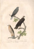HARRIERS. Busard St Martin & Marais; Soubuse (Marsh & Hen Harriers) BUFFON 1837