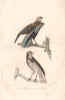 RAPTORS. Harpaye (Western Marsh Harrier); Short-toed Snake Eagle. BUFFON 1837