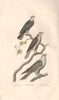 RAPTORS. Sparrowhawk; Chanting Goshawk; Gyrfalcon. Autour. Gerfaut. BUFFON 1837