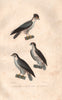 RAPTORS. Emérillon (Merlin); Crecelle (Kestrel); Hobereau (Hobby). BUFFON 1837