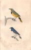BIRDS. Black breasted Shrike; Violet-backed Starling. Pie grièche. BUFFON 1837