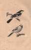 SHRIKES. Pie-Grièche tête rousse/Grise. Woodchat/Great Grey Shrike. BUFFON 1837