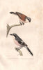 SHRIKES. Red-Backed Shrike; Southern Grey Shrike. Pie-Grièche. BUFFON 1837