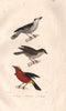 BIRDS. Vanga; Schetbé (Rufous Vanga); Yellow-crowned Gonolek. BUFFON 1837