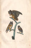 OWLS. Grand duc (Eurasian Eagle Owl); Hibou; Scops Owl. BUFFON 1837 old print