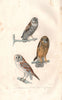 OWLS. Chouette Hulotte (Barn Owl); Effraie (Barn Owl). BUFFON 1837 old print