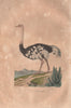OSTRICH. L'Autruche. Birds. BUFFON 1837 old antique vintage print picture