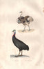 FLIGHTLESS BIRDS. Touyou (Rhea) Casoar (Cassowary). BUFFON 1837 old print