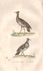 BUSTARDS. Outarde (Bustard) d'Afrique; Houbara (Houbara Bustard). BUFFON 1837
