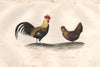 POLUTRY. Le Coq (Chicken); Poule (Hen). BUFFON 1837 old antique print picture