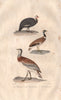 BIRDS. Pintade (Guinea Fowl); Canepetier (Little Bustard); Outarde. BUFFON 1837
