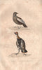 GAMEBIRDS. Lagopède (Ptarmigan); Gelinotte du Canada (Spruce Grouse) BUFFON 1837