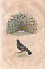 PHASIANIDAE. Paon (Peacock); Coq de Bruyère (Heather Cock). BUFFON 1837 print