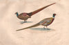 PHEASANTS. La Faisan (Pheasant); Faisan (Pheasant). BUFFON 1837 old print