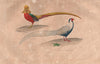 GAMEBIRDS. Faisan Doré & Argenté (Golden & Silver Pheasants). BUFFON 1837
