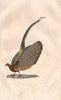 PHASIANIDAE. L'Argus (mâle/male). Birds. BUFFON 1837 old antique print picture