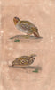 PHASIANIDAE. Le Perdrix Grise (Gray Partridge); Caille (Quail). BUFFON 1837