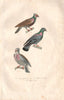 COLUMBIDAE. Pigeon Polonais/cravatte/biset. Polish Pigeon, Rock Dove BUFFON 1837