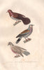 COLUMBIDAE. Mourning Dove; Turtledove; Red-eyed Dove. Tourterelle. BUFFON 1837