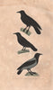 CORVIDS. Corbeau (Raven); Corbine; Corneille Mantelée (Hooded Crow). BUFFON 1837