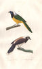 CORVIDS. Geai du Pérou (Green Jay); Blanche Coiffe. BUFFON 1837 old print