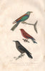 BIRDS. European Roller; Cinnamon Roller; Spotted Nutcracker. BUFFON 1837 print