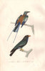 ROLLERS . Abyssinian Roller; Oriental Dollarbird. Rollier. BUFFON 1837 print