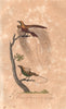 BIRDS OF PARADISE. Oiseau De Paradis; Magnifique (Magnificent). BUFFON 1837