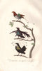 BIRDS OF PARADISE.Manucode;Superbe (Superb);Sifilet(Western Parotia) BUFFON 1837