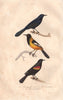 ICTERIDS. Troupial; Venezuelan Troupial; Red winged Blackbird. BUFFON 1837