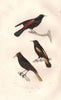 CACIQUES. Red-rumped, Yellow-rumped & Yellow-winged Caciques. BUFFON 1837